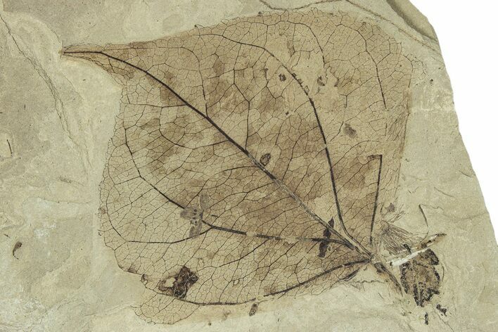 Detailed Fossil Leaf (Populus) - Green River Formation, Utah #323176